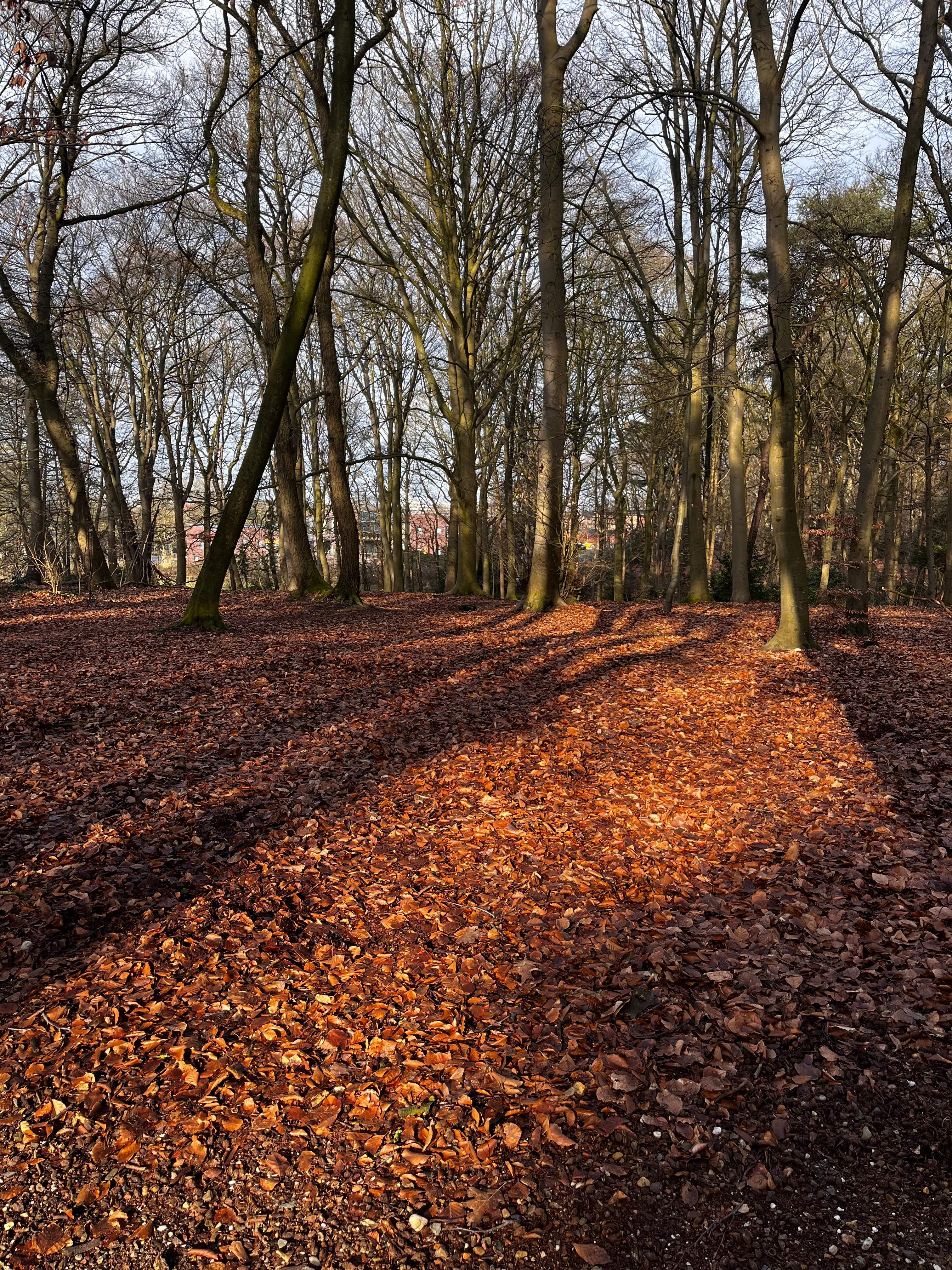 Wandelroute Groesbeekseweg — bospad bij Nijmegen