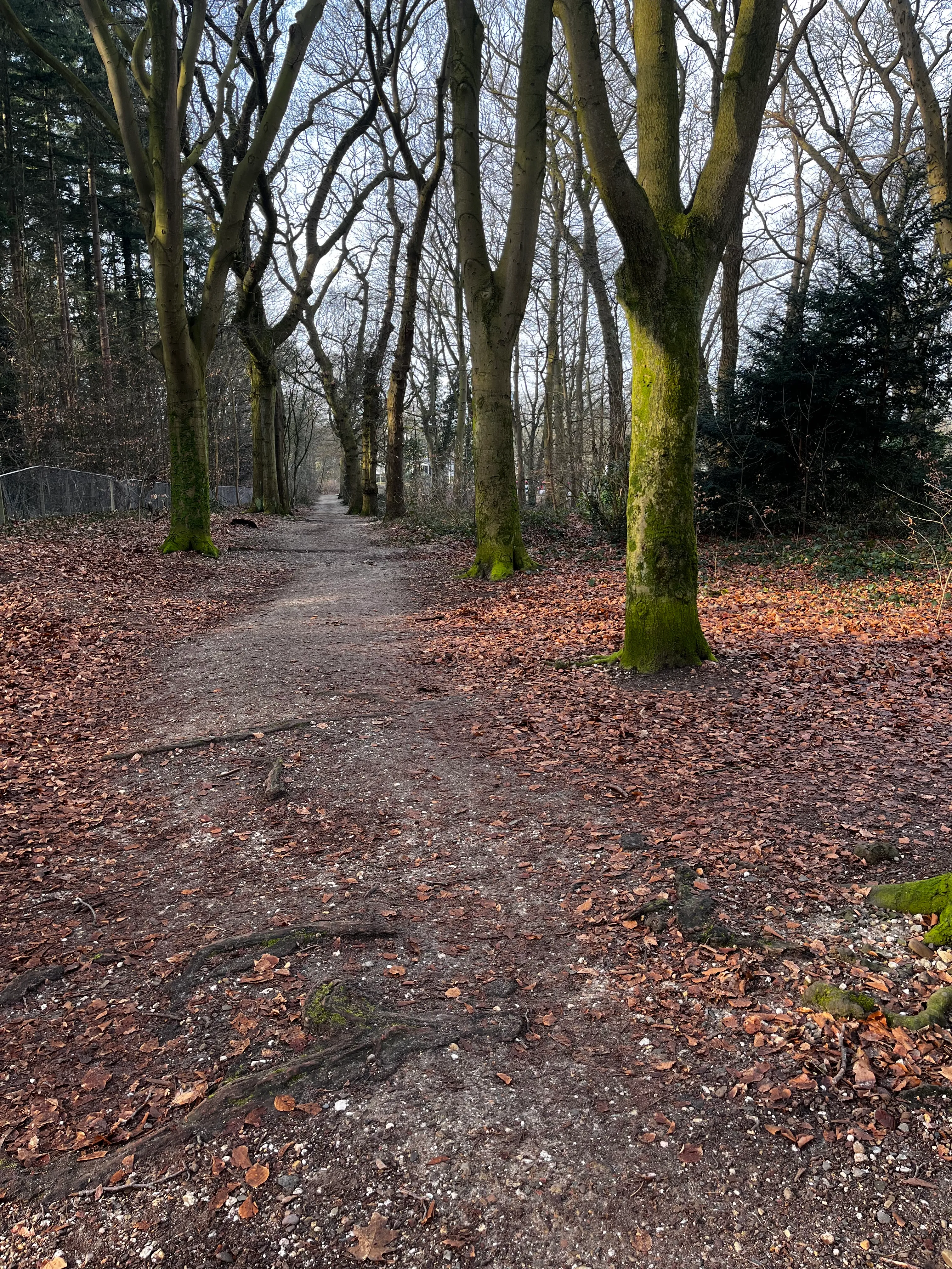 Groesbeekseweg — bosnatuur
