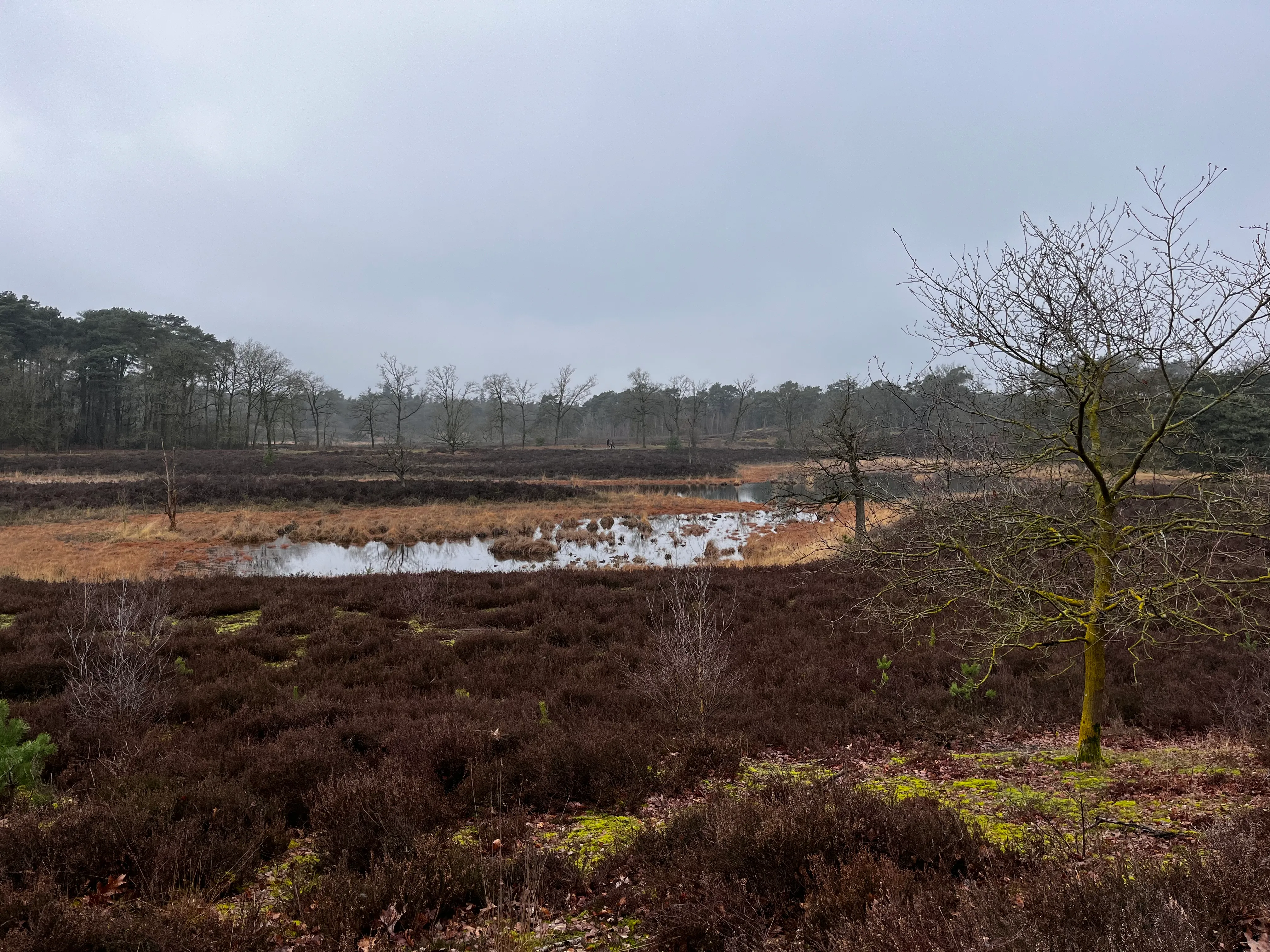 Hatertse Vennen — bospaden