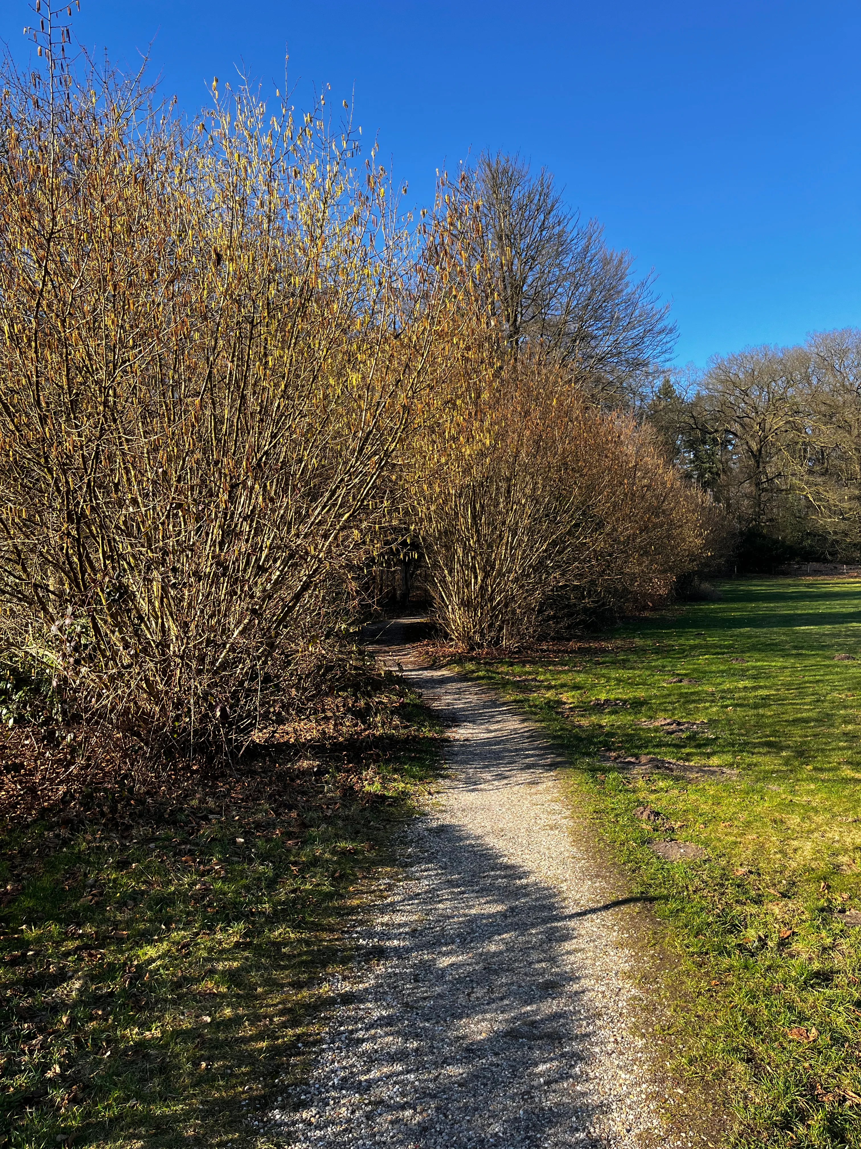 Rozendaal — bospaden Veluwe